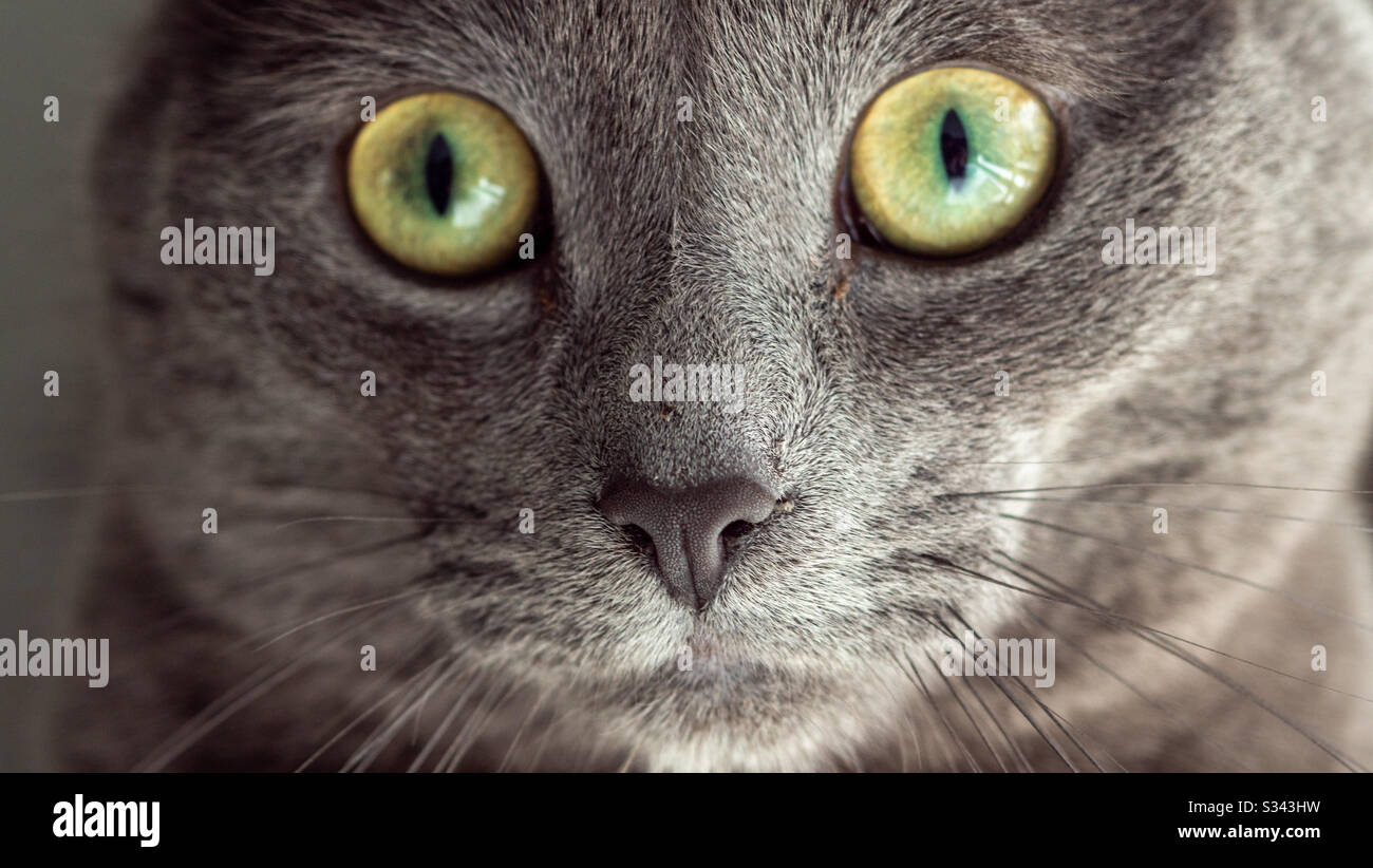 Porträt eines grauen Kätzchens Stockfoto
