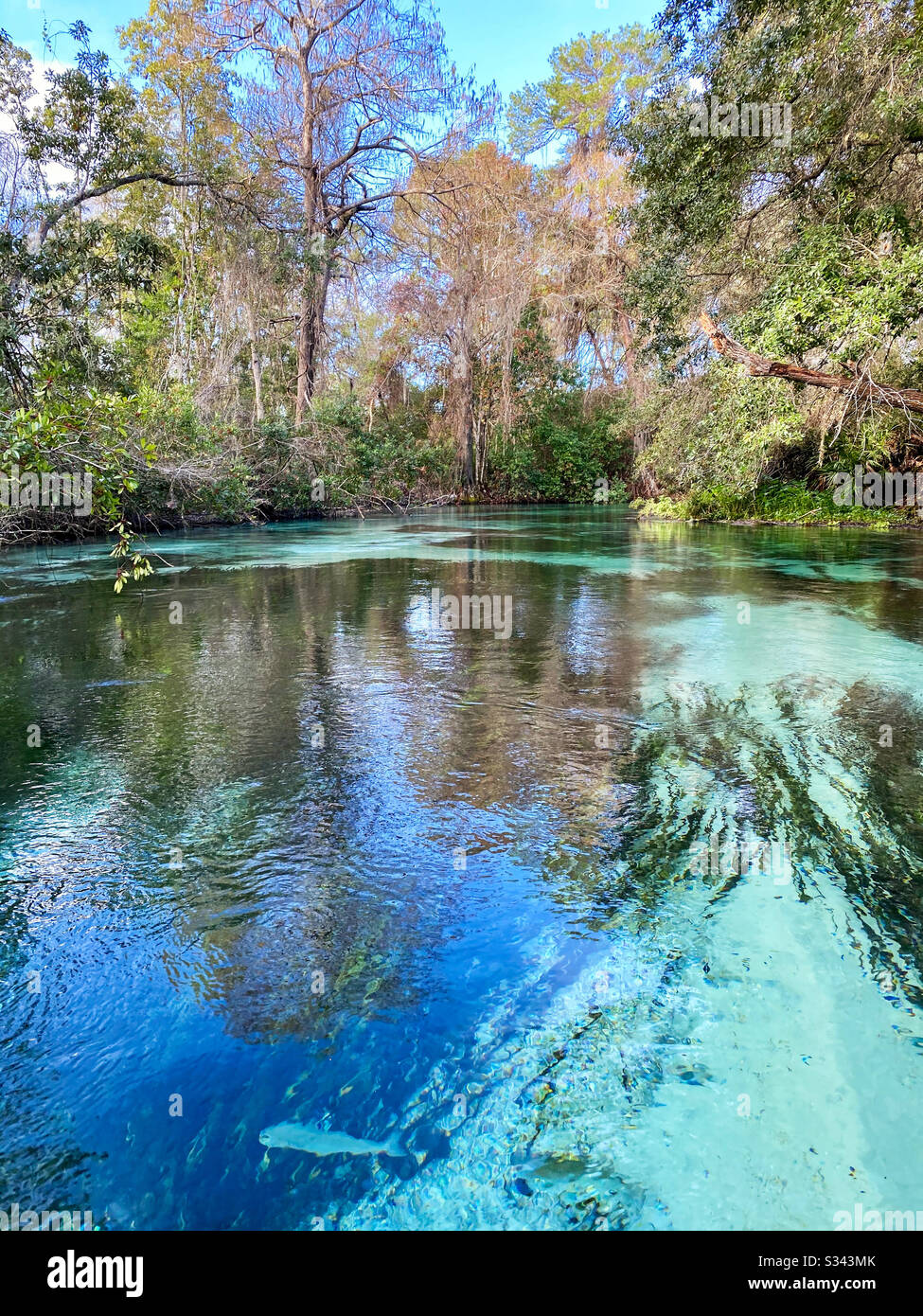 Weeki Wachee Springs State Park, Florida Stockfoto