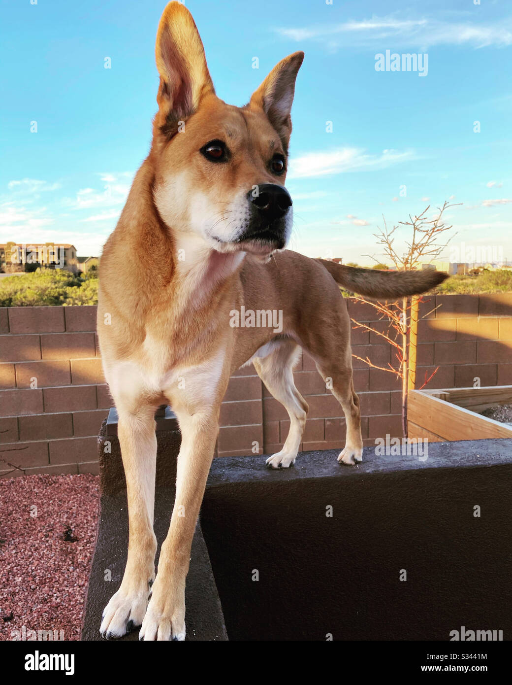 Amerikanischer dingo -Fotos und -Bildmaterial in hoher Auflösung – Alamy