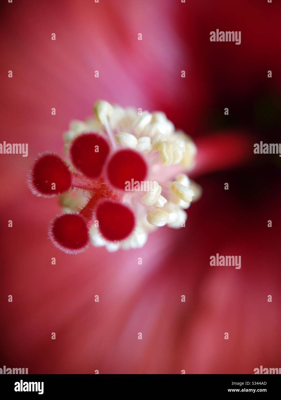 Makro des Zentrums von Hibiscus. Stockfoto