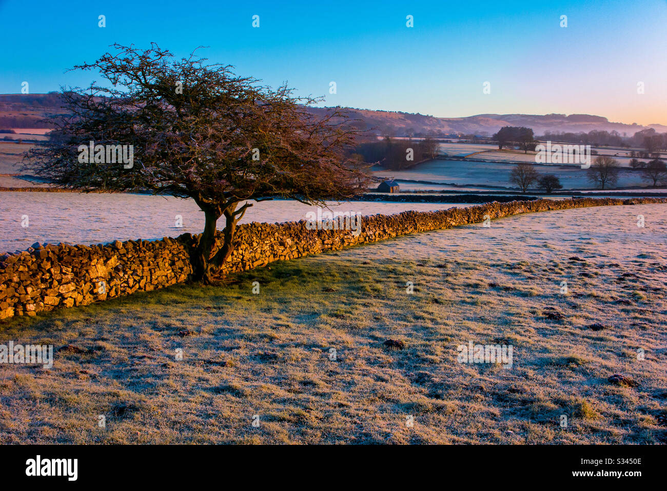 Winterlandschaft mit Baum- und Trockenmauern in der Nähe Von Longstone Edge im Peak District National Park Derbyshire England UK - Smartphone-aufgenommenes Stockfoto
