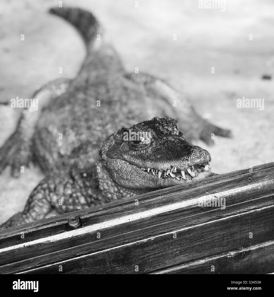 Krokodil-Lächeln Stockfoto