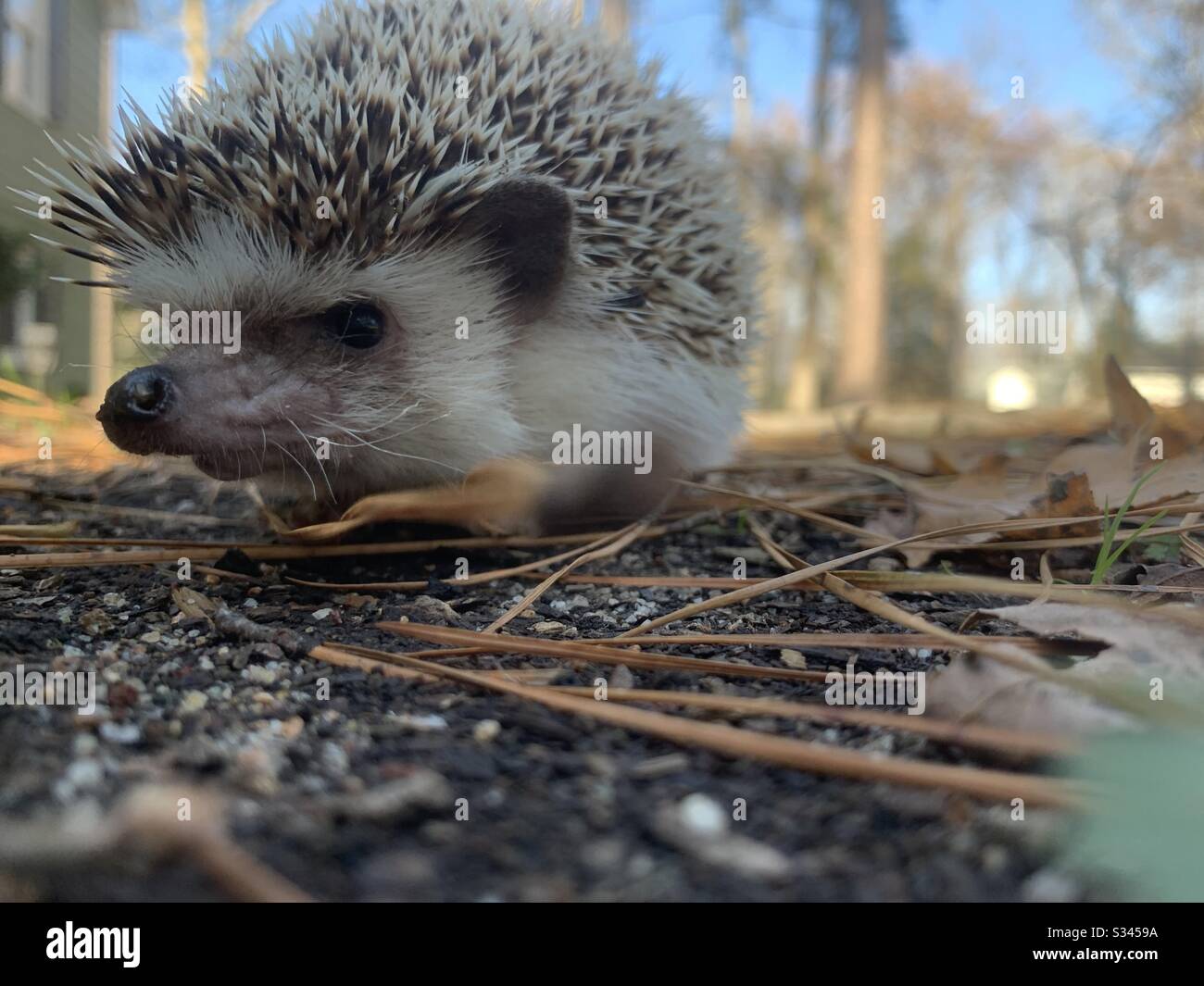Süßer igel -Fotos und -Bildmaterial in hoher Auflösung – Alamy