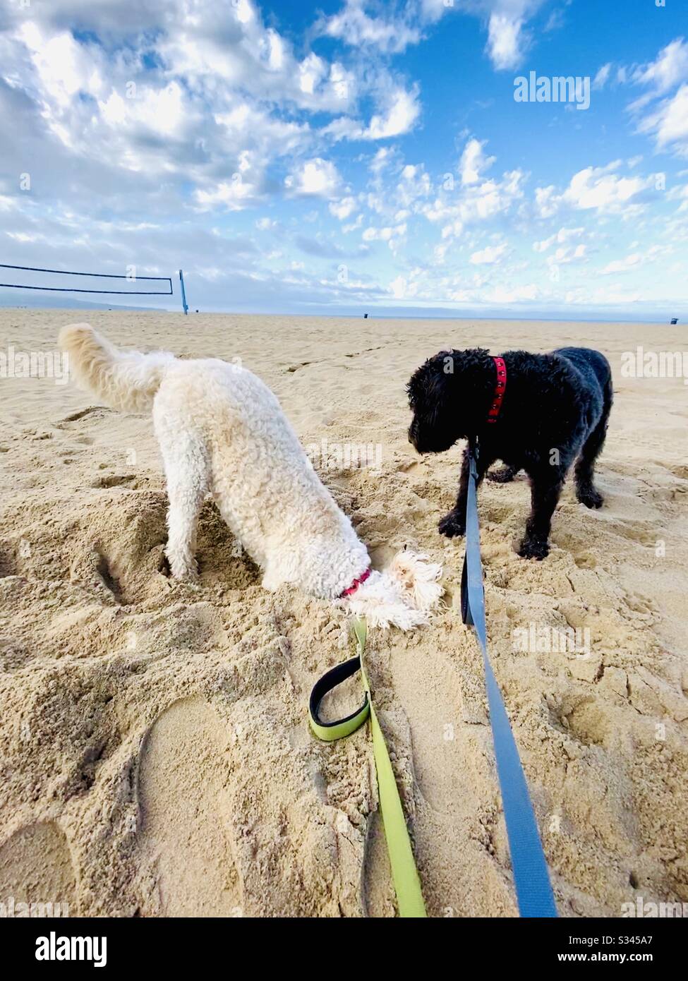 Am Strand spielen zwei Labradoodle-Hunde im Sand. Stockfoto