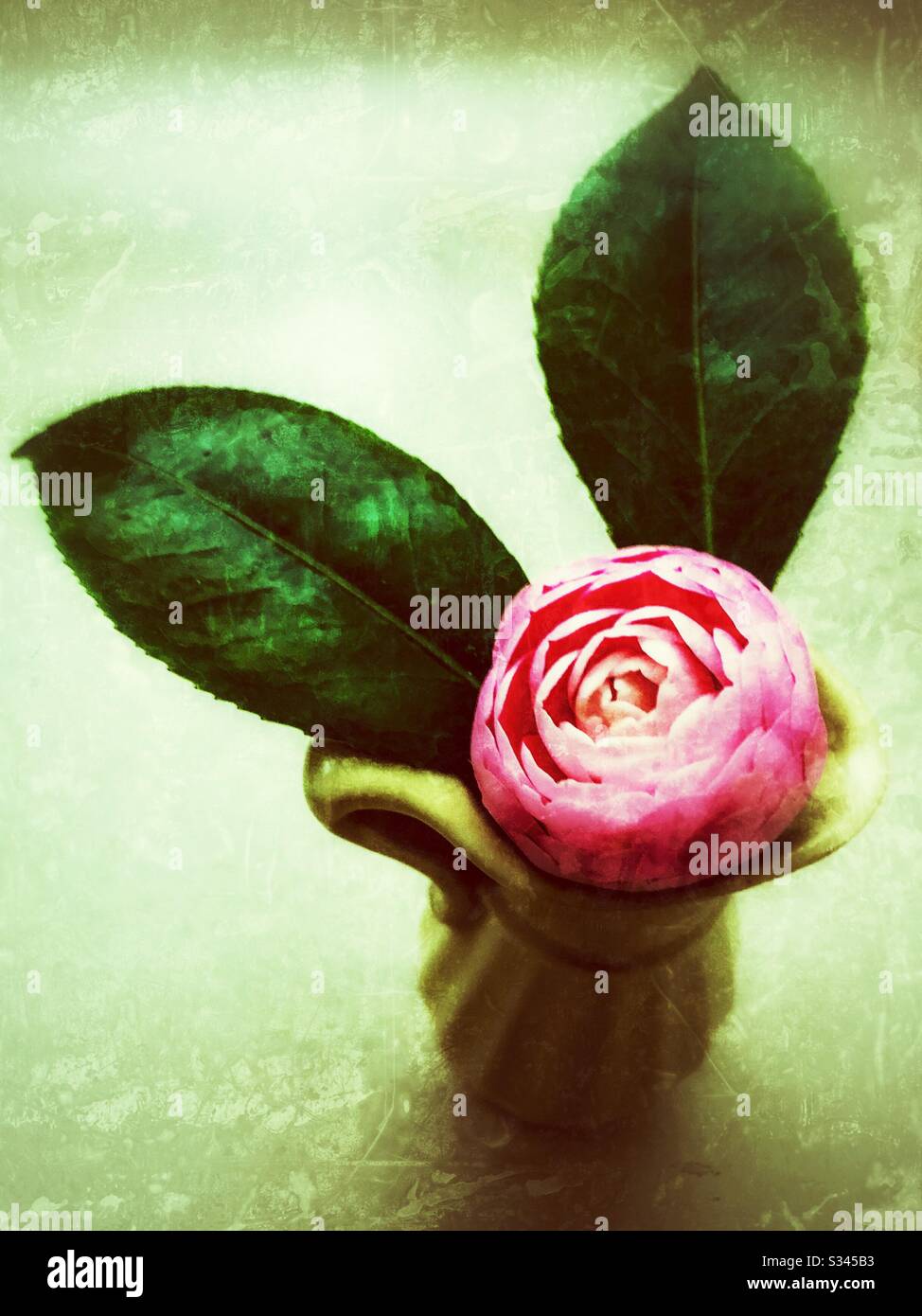 Grunge Foto einer rosafarbenen Kamelie in einer Grecian Typ Vase mit hellem Hintergrund - Smartphone-aufgenommenes Stockfoto