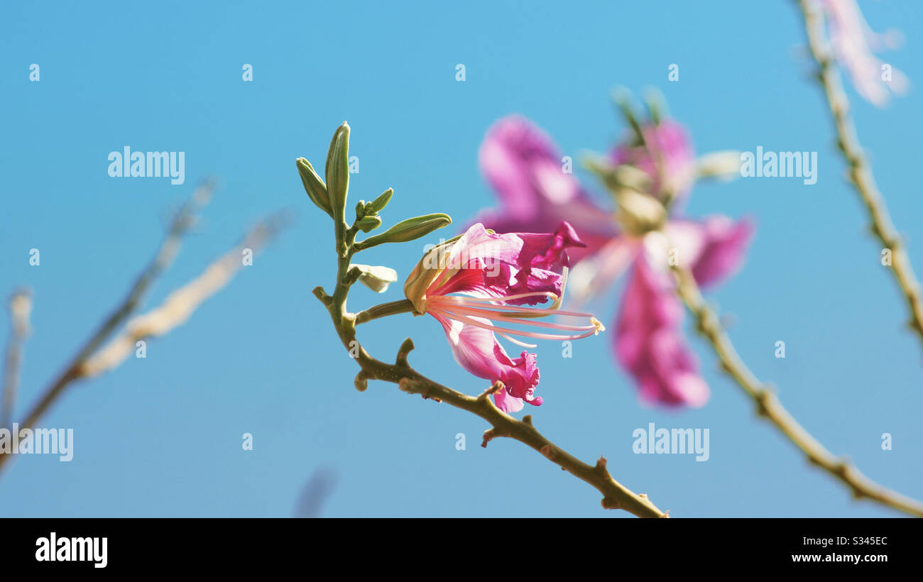 Die Farbe des Frühlings Stockfoto