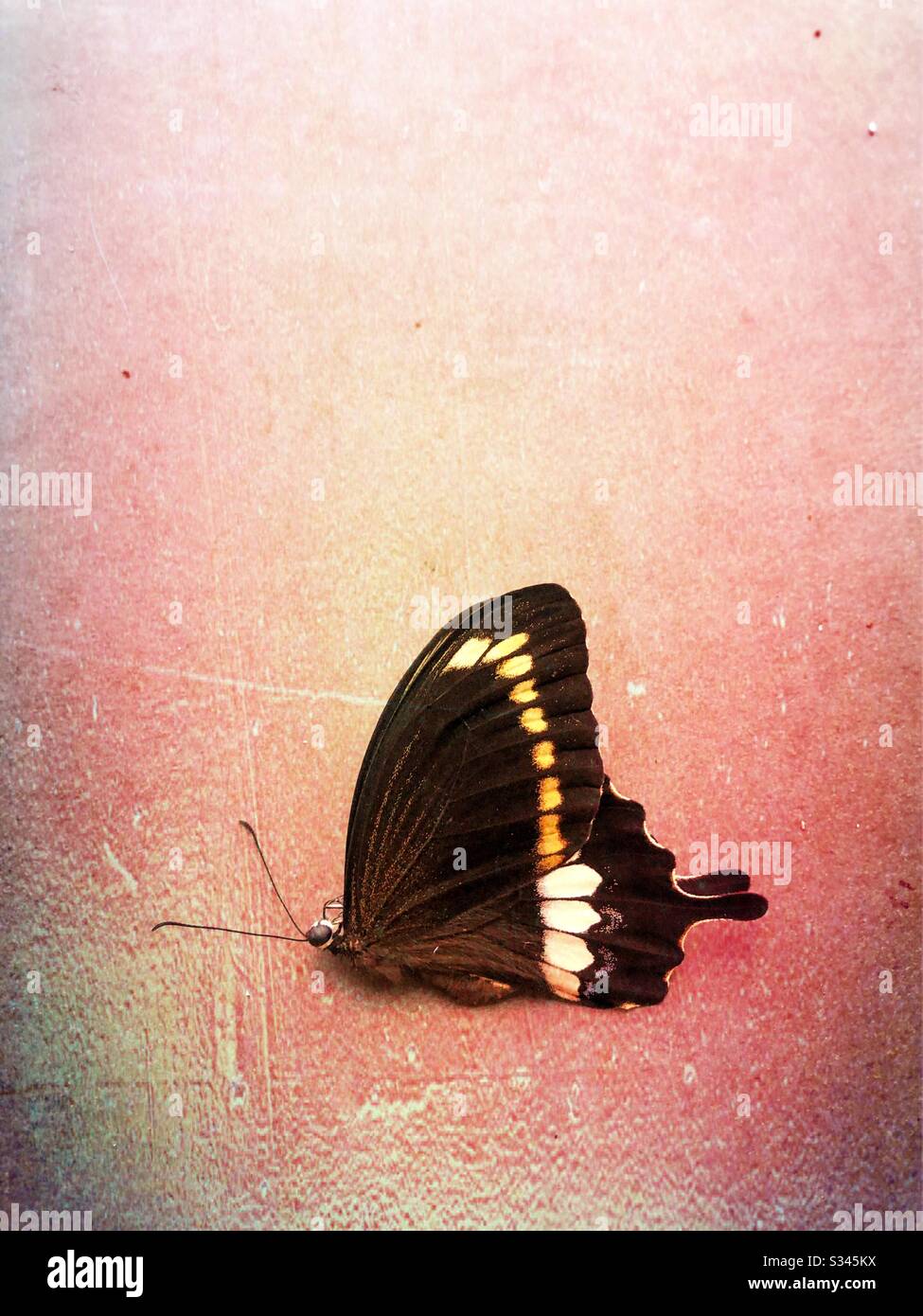 Toter Schmetterling auf dem Boden. - Smartphone-aufgenommenes Stockfoto