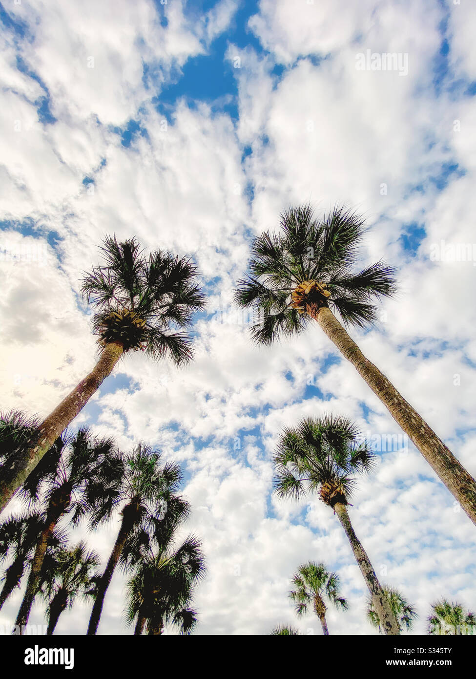 Niedrigen Winkel Blick auf Palmen Stockfoto