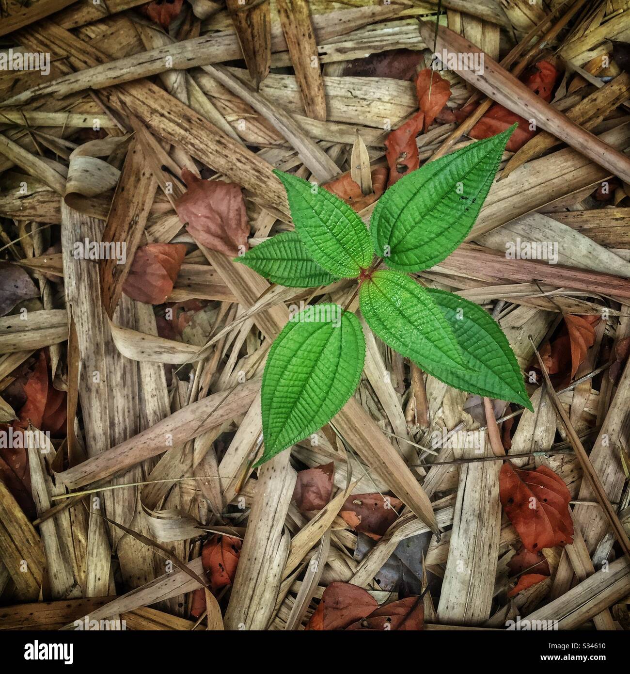 Eine junge Clidemia-Hirta-Pflanze, eine invasive Art, die als Soapbush oder Koster's Curse bekannt ist, unter gefallenen Bambus und anderen Blättern auf dem Waldboden, Pulau-Bänderung (Banding Island), Perak, Malaysia - Smartphone-aufgenommenes Stockfoto