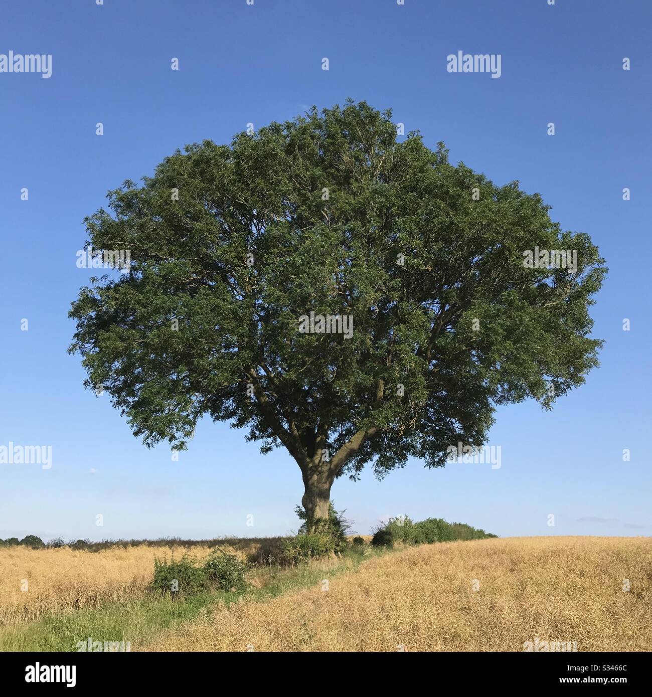 Großbaum mit blauem Himmel Stockfoto