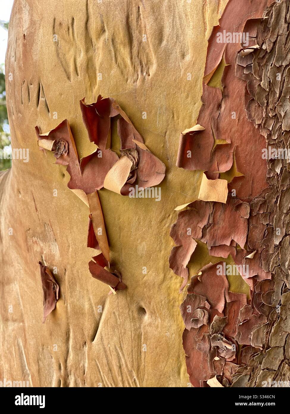 Nahaufnahme der Rinde, die sich von einem Arbutusbaum abblättert Stockfoto