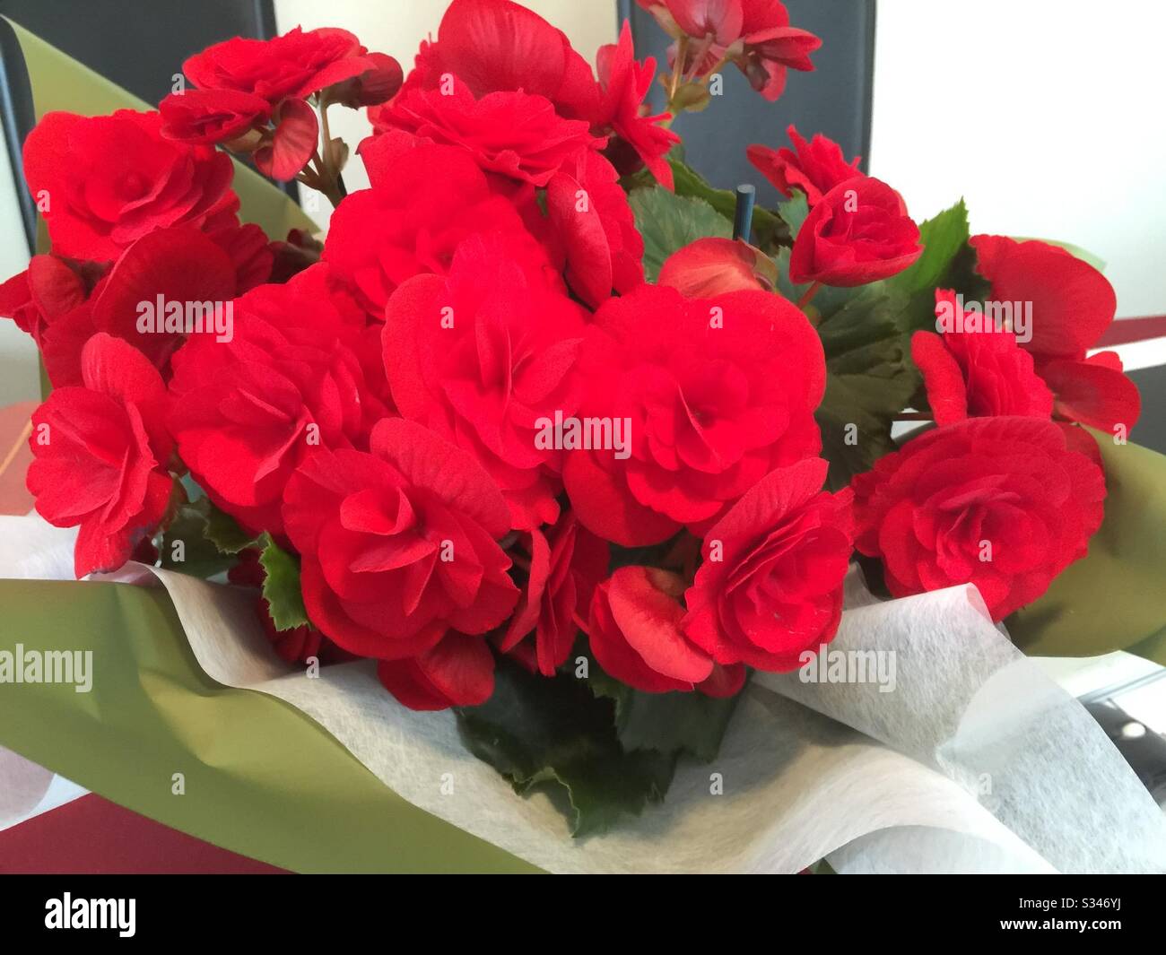 Beliebte rote Rosen Stockfoto