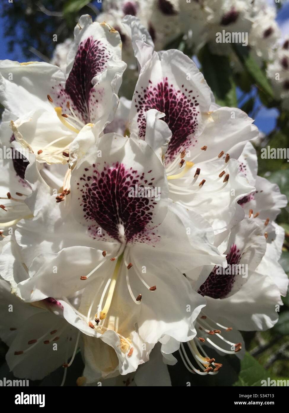 Schöne weiße Buschblume mit Crimson Center, ideal für Bienen! Stockfoto