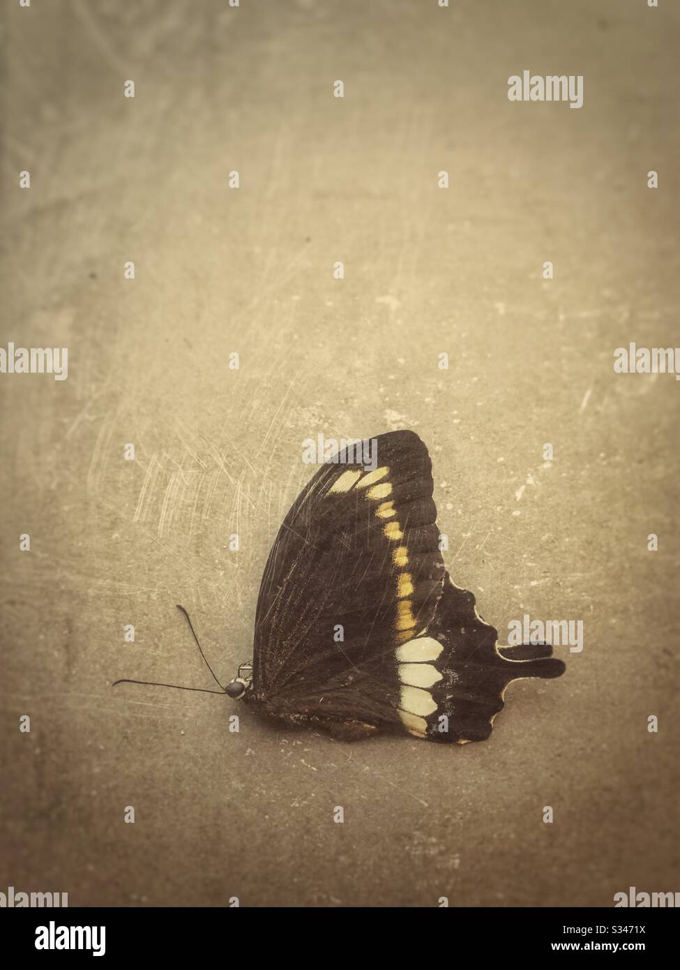 Toter Schmetterling auf dem Boden. - Smartphone-aufgenommenes Stockfoto