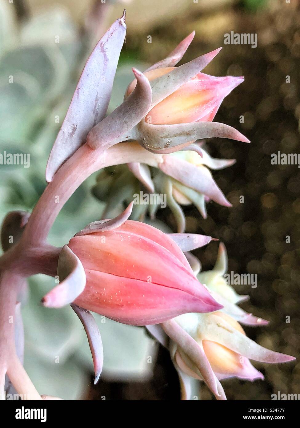 Echeveria Unguiculata Saftig Stockfoto