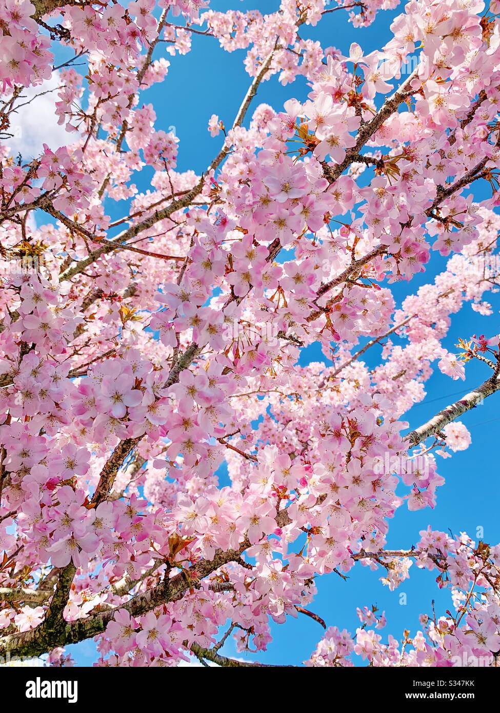 Cherry Blossom Stockfoto