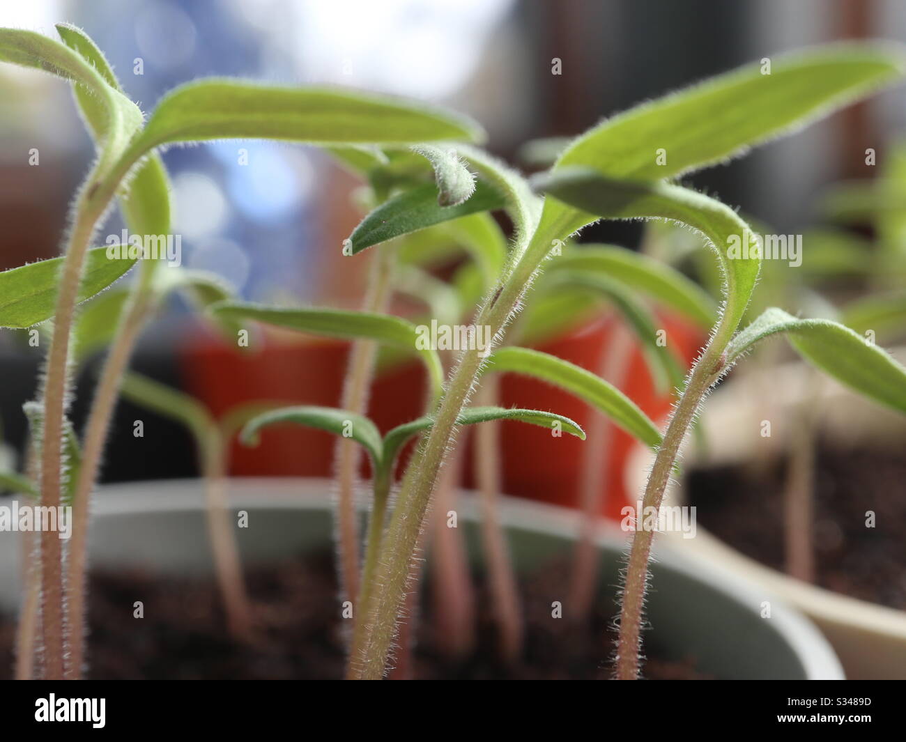Tomatenpflanzen Stockfoto