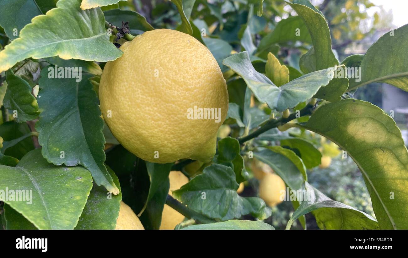 Nahaufnahme der reifen Zitrone, die in Südkalifornien an Bäumen wächst Stockfoto