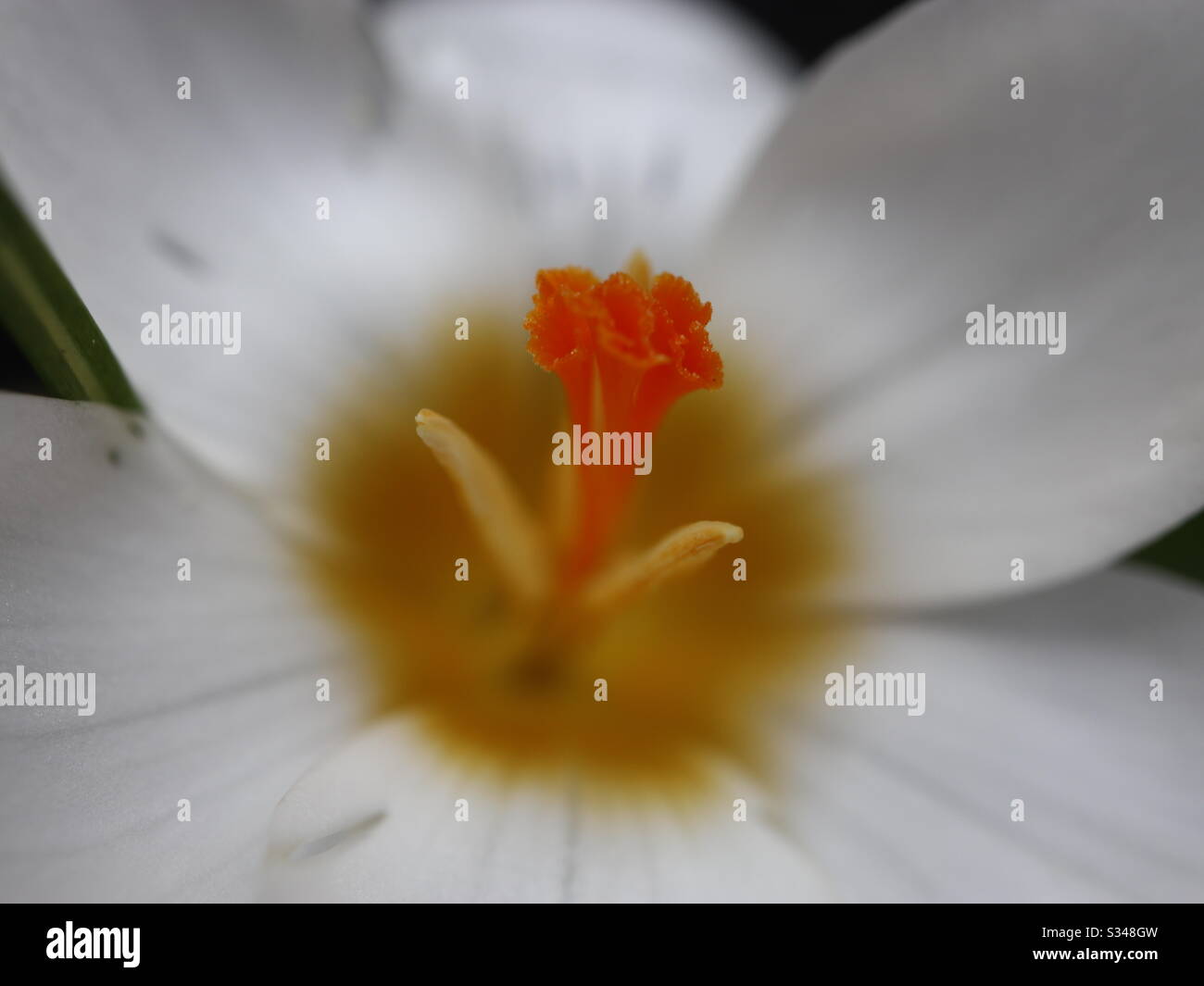 Silvery Crocus Nahaufnahme Stockfoto