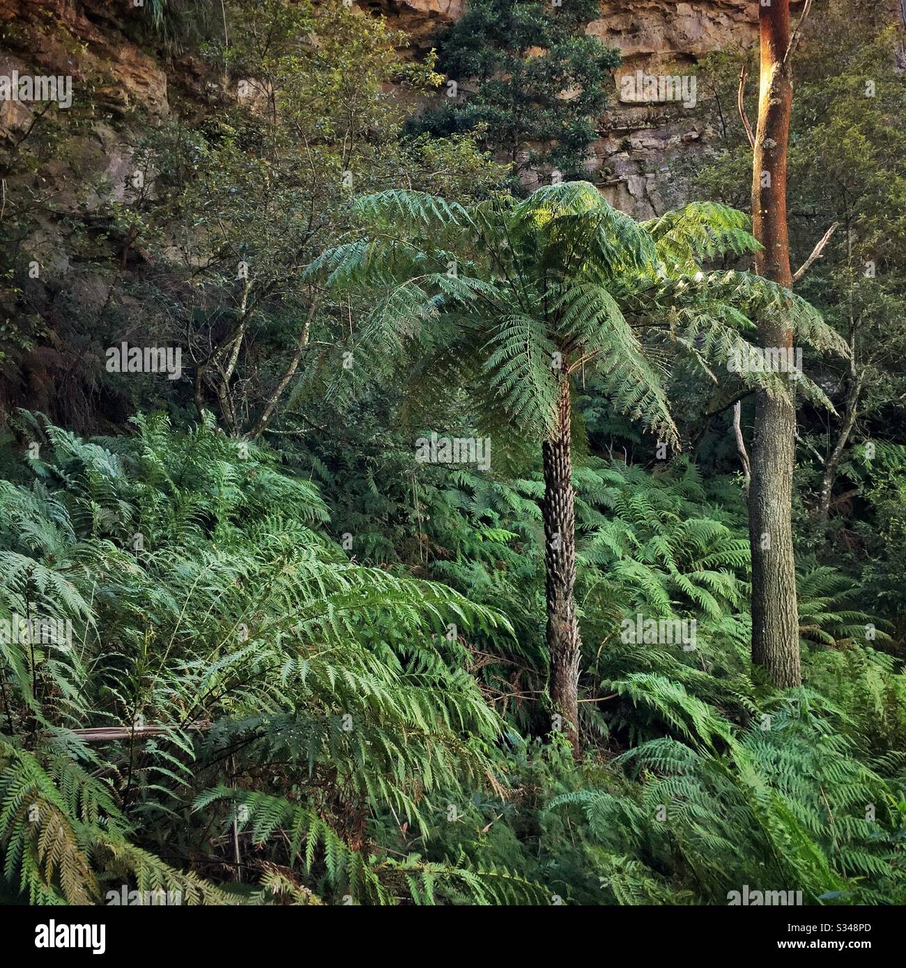 Rough Tree Fern unter den Farnen, Prince Henry Clifftop Walk, Blue Mountains National Park, NSW, Australien Stockfoto