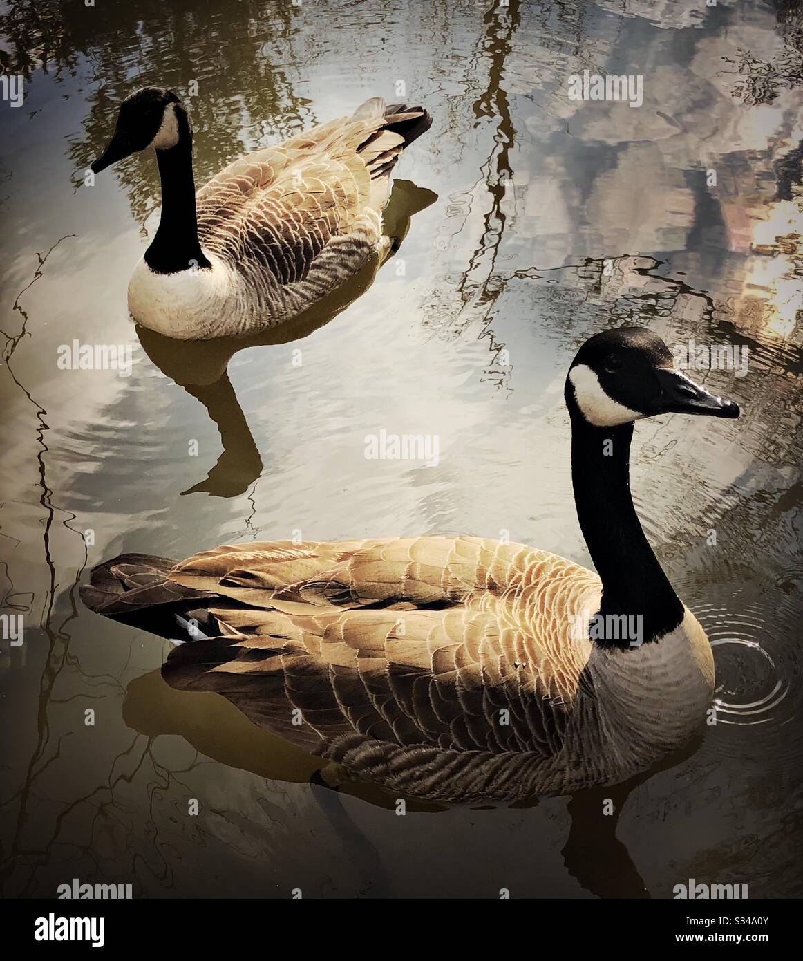 Kanadische Gänseschwimmen Stockfoto