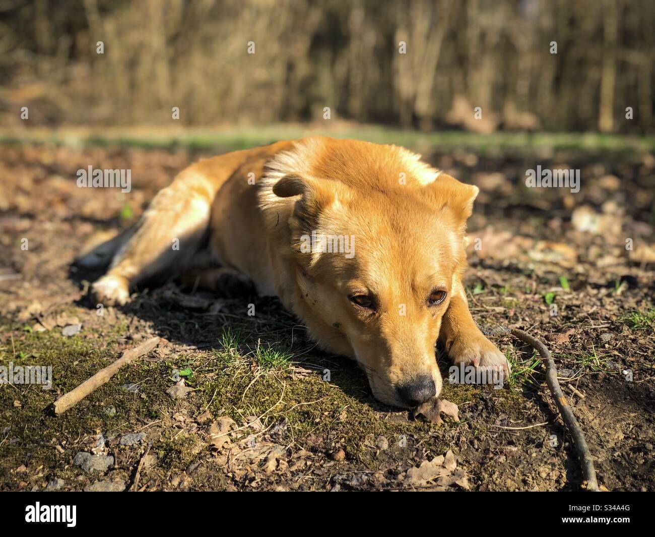 Kleiner gelber Hund ruht auf dem Boden im Park Stockfotografie - Alamy