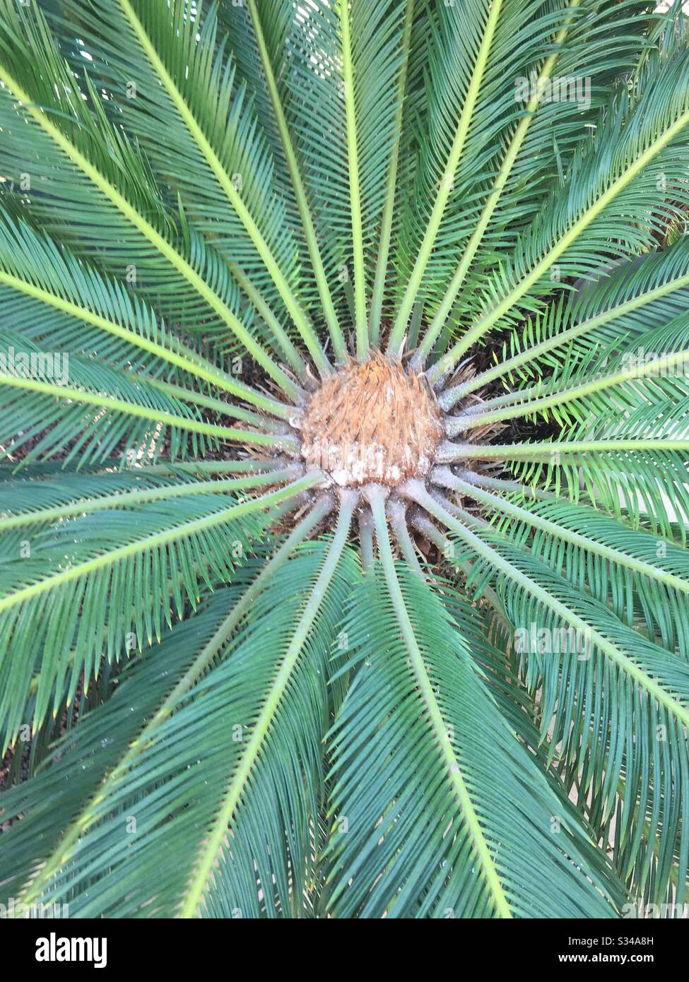 Palme, Sagospalme aus nächster Nähe in einem Garten auf Teneriffa, Kanarische Inseln. Stockfoto