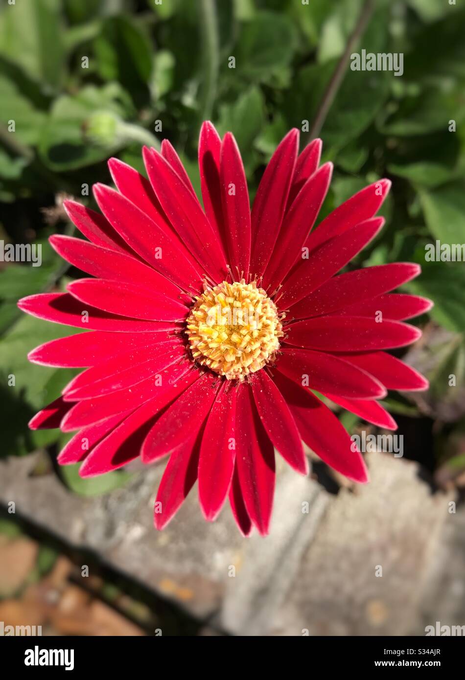 Rote Gerber Daisy im Garten, Blick über die Decke Stockfoto