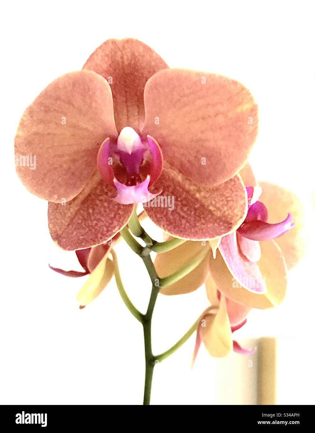 Pfirsichfarbene Orchideenblüten vor weißem Hintergrund Stockfoto