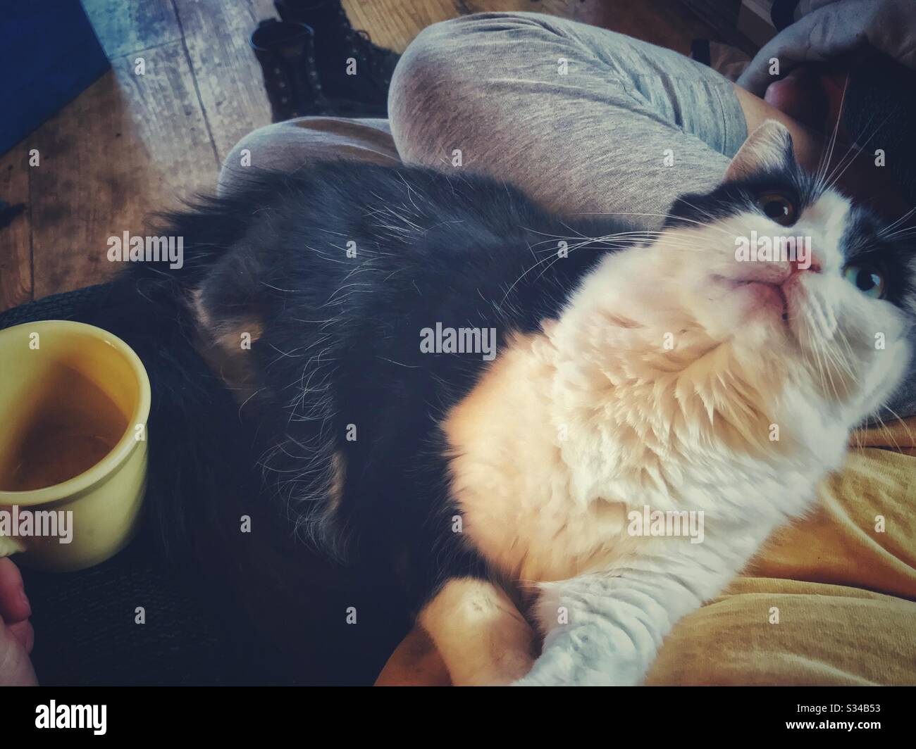 Langhaarige Katze, die auf meinem Schoß kühle, während mir der Kaffee ausläuft Stockfoto