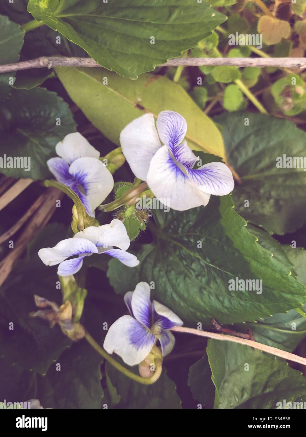 Veilchen bei Frühlingssonne Stockfoto