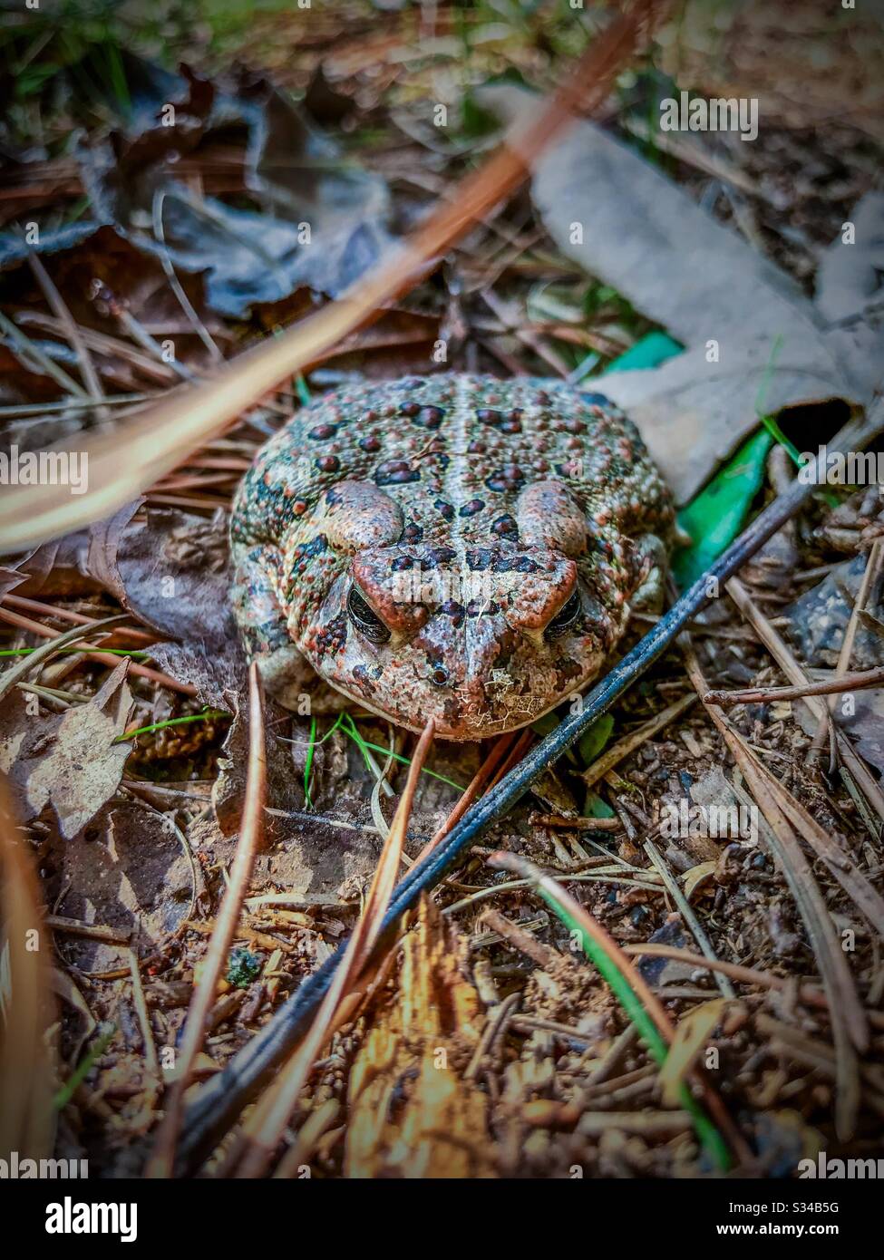 Nordamerikanische Kröte dicht im Blumenbeet Stockfoto