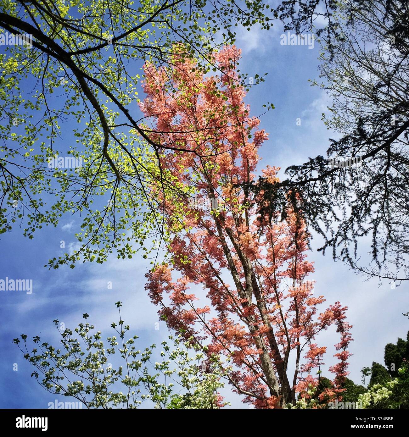 Frühlingswachstum auf Zierbäumen in einem privaten Garten, der während des Leura Gardens Festivals, Blue Mountains, NSW, Australien, geöffnet ist - Smartphone-aufgenommenes Stockfoto