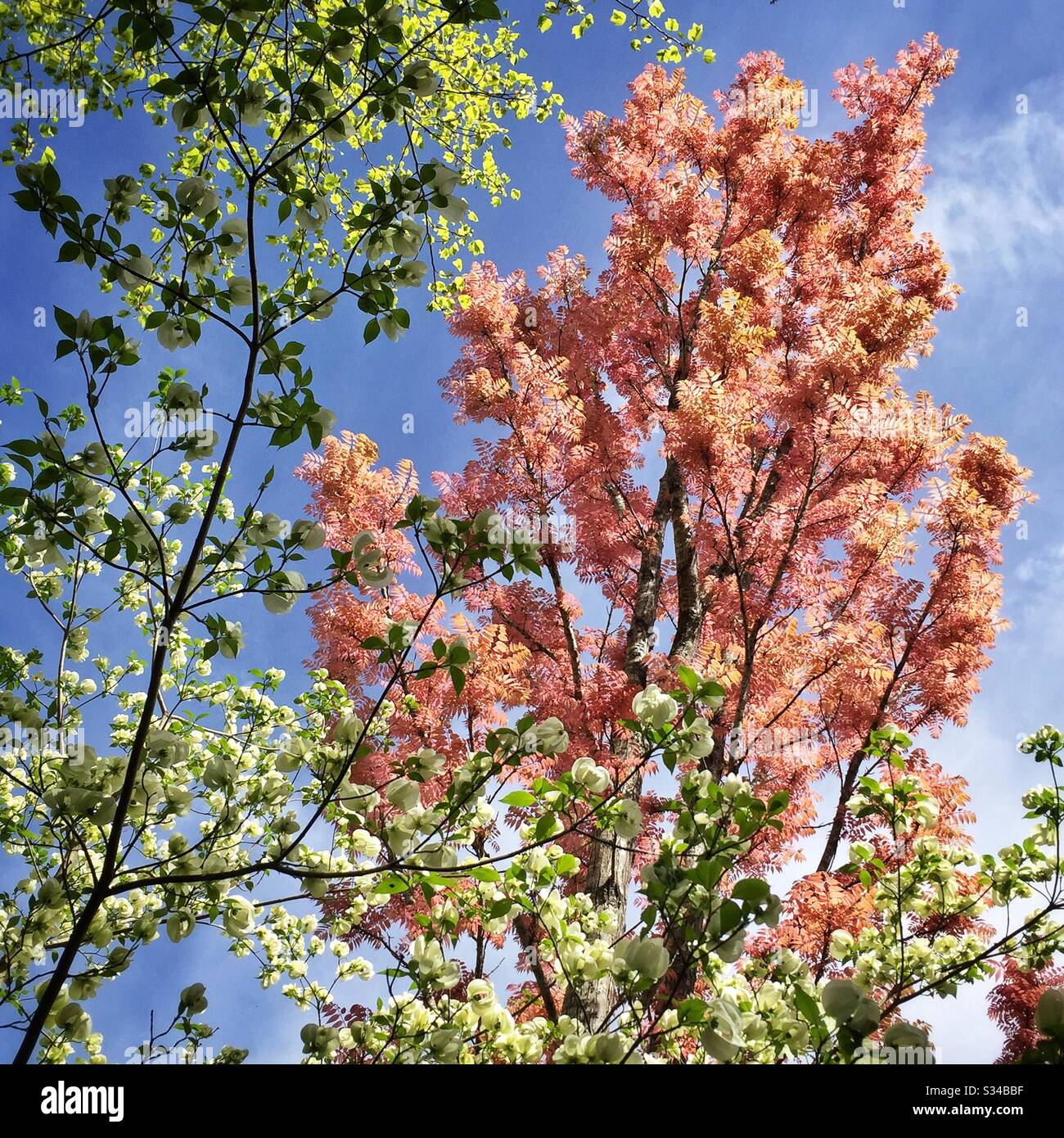 Frühlingswachstum auf Zierbäumen in einem privaten Garten, der während des Leura Gardens Festivals, Blue Mountains, NSW, Australien, geöffnet ist - Smartphone-aufgenommenes Stockfoto