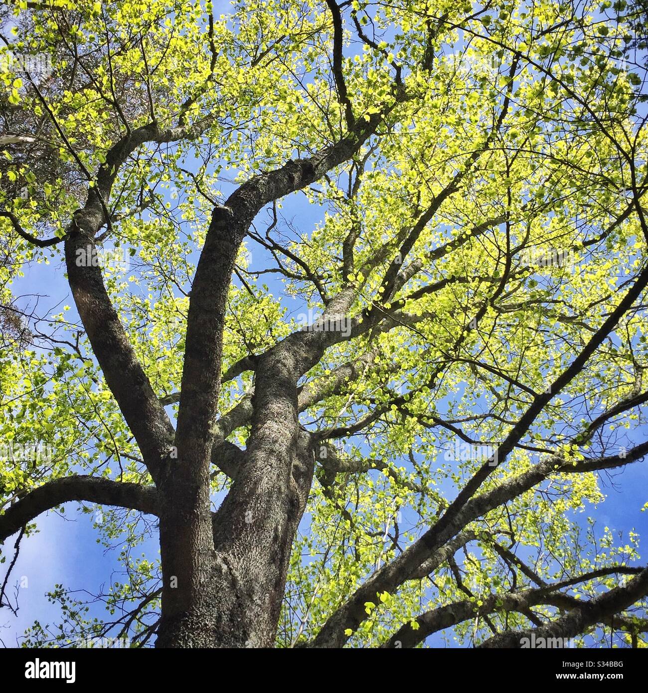 Frühlingswachstum auf Zierbäumen in einem privaten Garten, der während des Leura Gardens Festivals, Blue Mountains, NSW, Australien, geöffnet ist - Smartphone-aufgenommenes Stockfoto