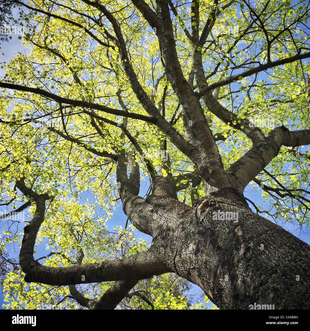 Frühlingswachstum auf Zierbäumen in einem privaten Garten, der während des Leura Gardens Festivals, Blue Mountains, NSW, Australien, geöffnet ist - Smartphone-aufgenommenes Stockfoto