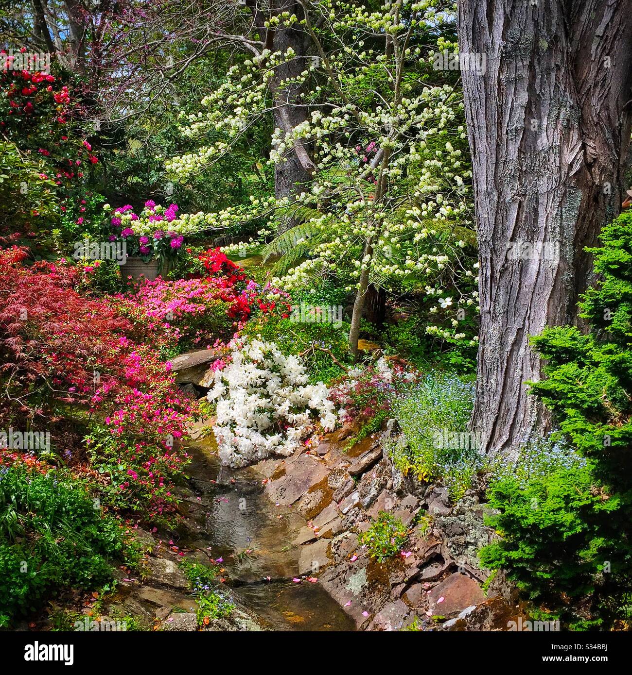 Frühlingsblumen in einem privaten Garten, der während des Leura Gardens Festivals, Blue Mountains, NSW, Australien, geöffnet ist - Smartphone-aufgenommenes Stockfoto