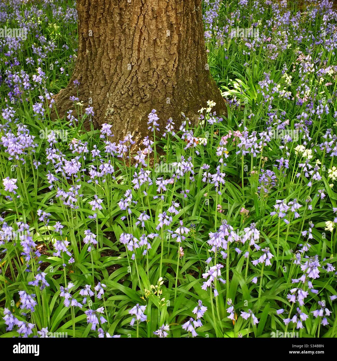 Quell-Blautönen umgeben den Stamm einer Eiche in einem privaten Garten, der während des Leura Gardens Festivals, Blue Mountains, NSW, Australien, geöffnet ist - Smartphone-aufgenommenes Stockfoto