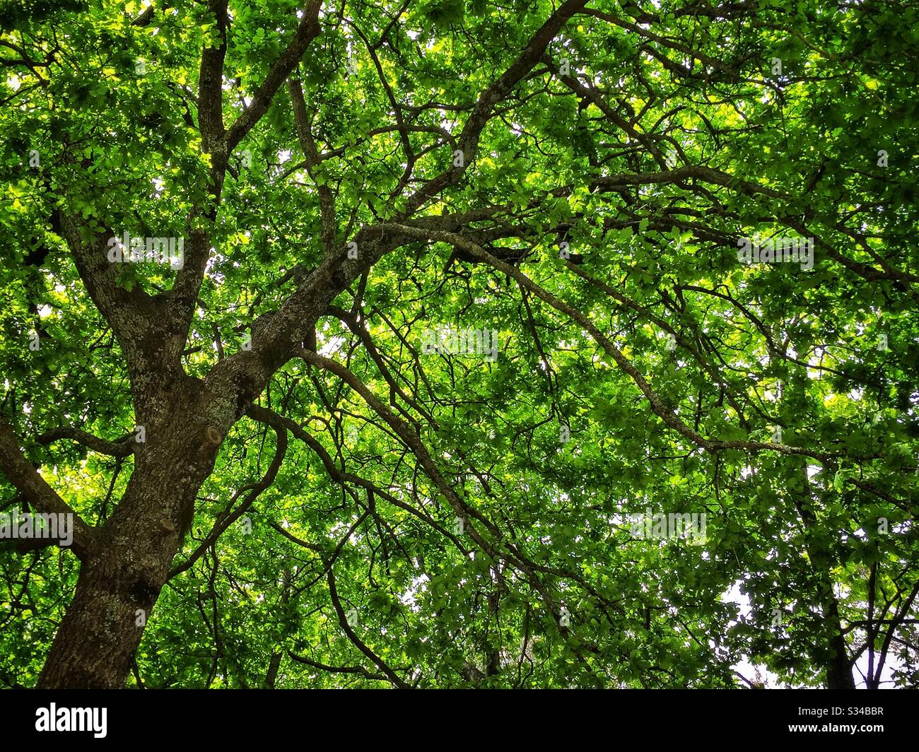Eine Eiche im Frühling in einem privaten Garten, der während des Leura Gardens Festivals, Blue Mountains, NSW, Australien, geöffnet ist - Smartphone-aufgenommenes Stockfoto