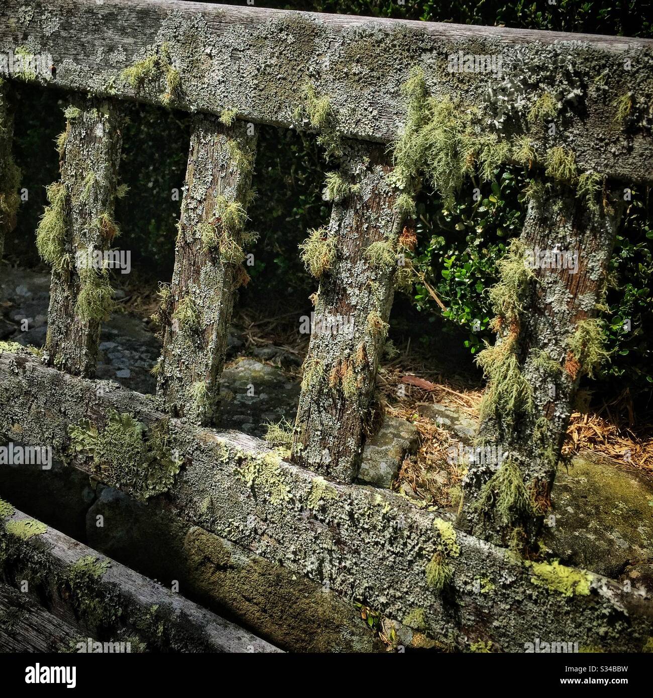 Flechten wächst auf einer Gartenbank, Blue Mountains, NSW, Australien Stockfoto