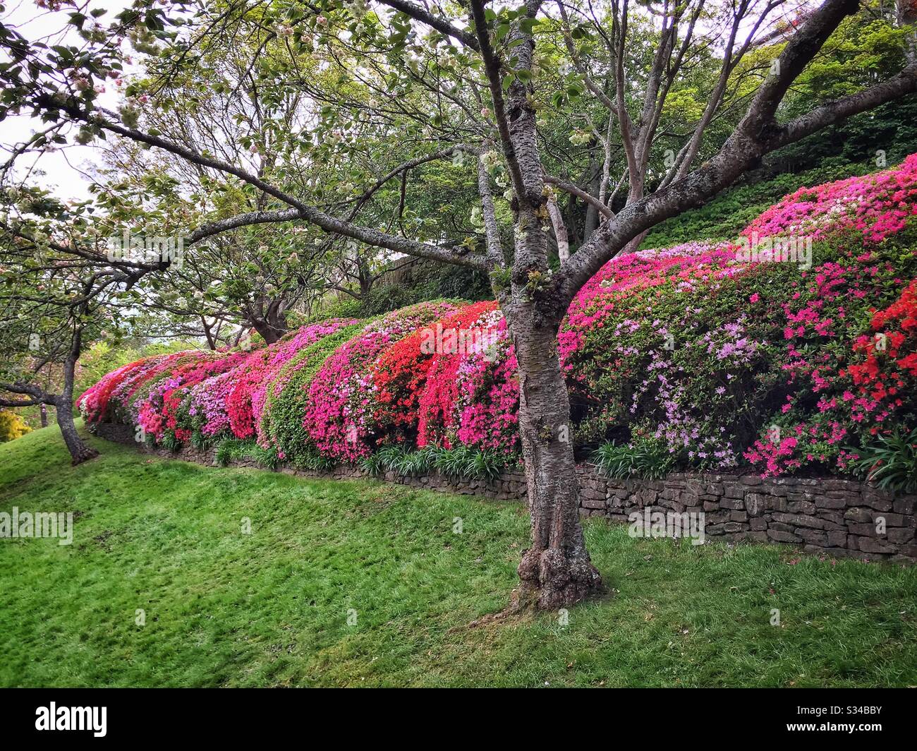 Eine Hecke Azaleenblume im Frühling in einem privaten Garten, der während des Leura Gardens Festivals, Blue Mountains, NSW, Australien, geöffnet ist - Smartphone-aufgenommenes Stockfoto