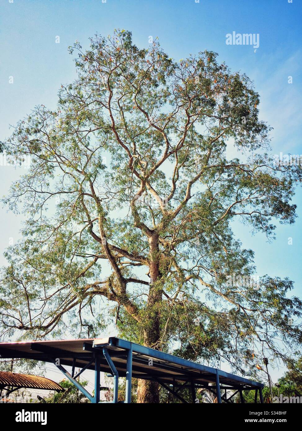 Ein riesiger Baum zwischen malaysia und thailand. Stockfoto