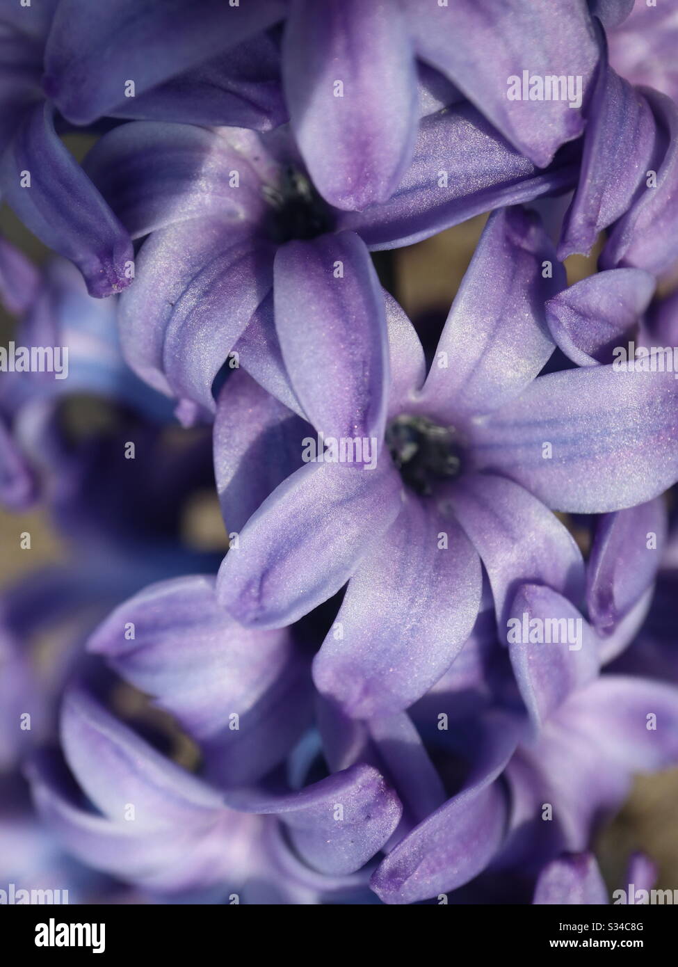 Purpurrote Hyazinthe bei Frühlingssonne. Stockfoto