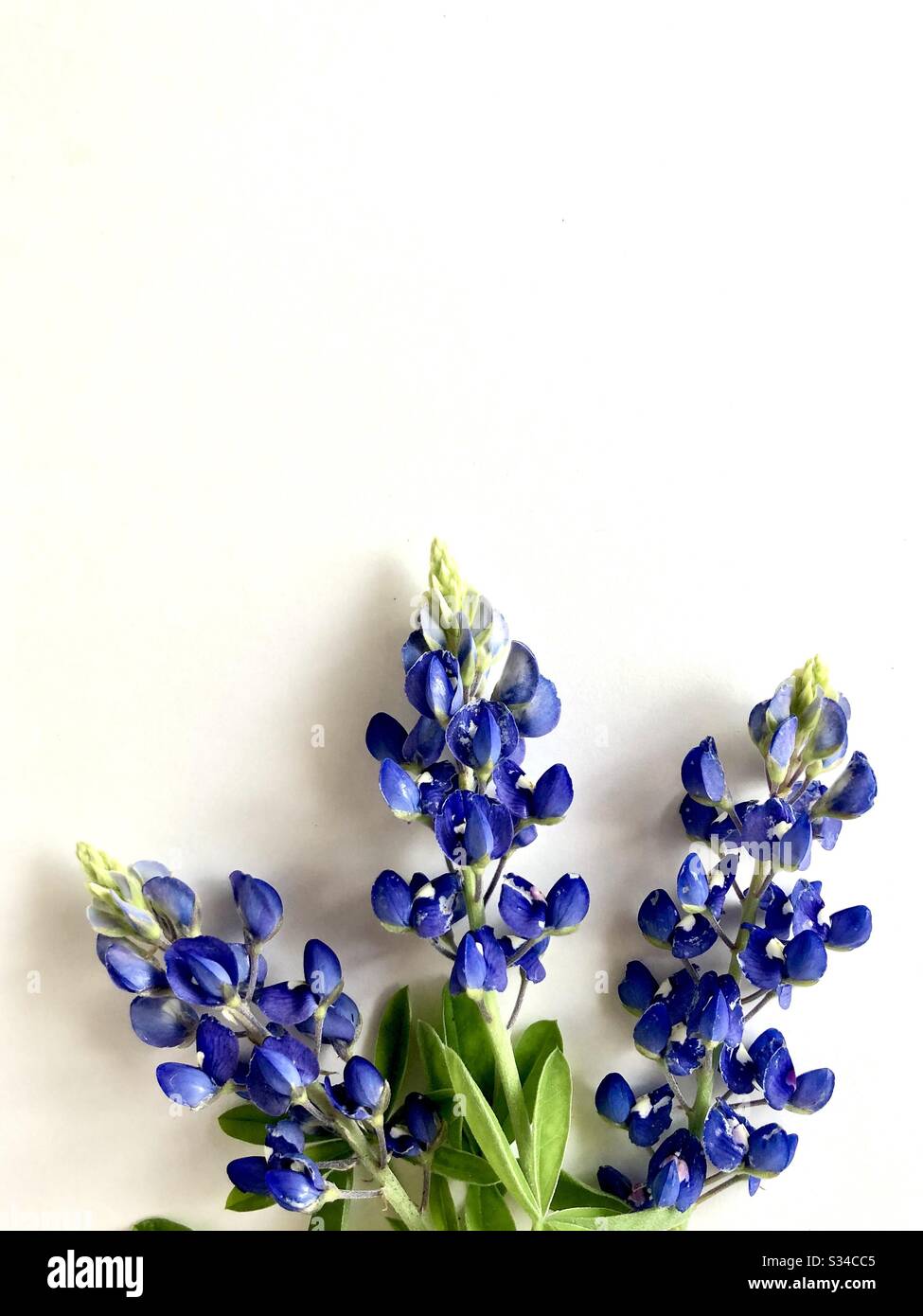 Bluebonnets auf weißem Hintergrund mit Kopierbereich - Smartphone-aufgenommenes Stockfoto
