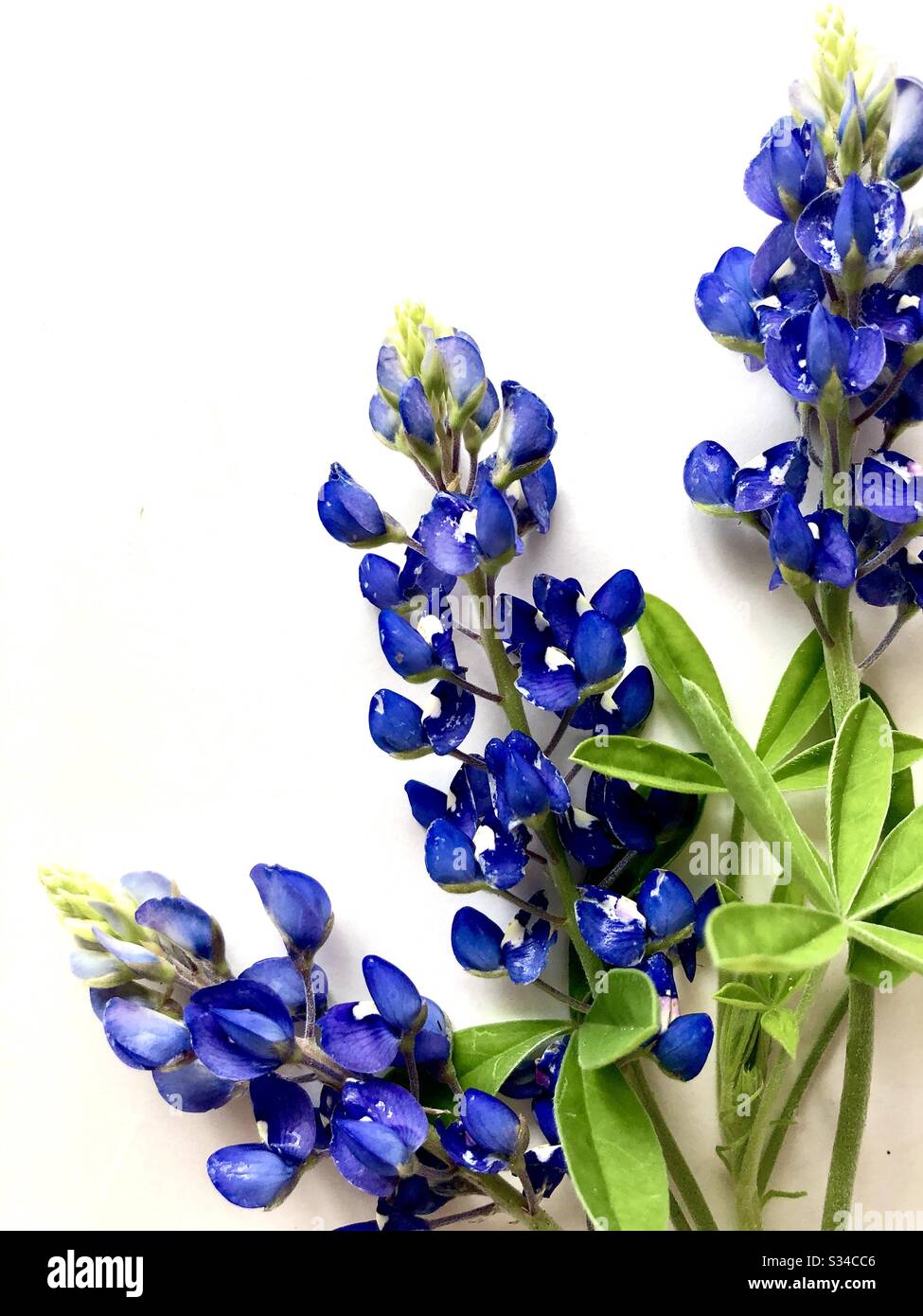 Bluebonnets auf weißem Hintergrund mit Kopierbereich - Smartphone-aufgenommenes Stockfoto