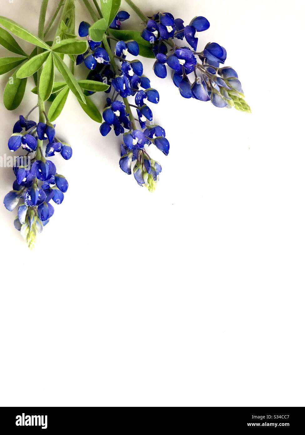 Bluebonnets auf weißem Hintergrund mit Kopierbereich - Smartphone-aufgenommenes Stockfoto
