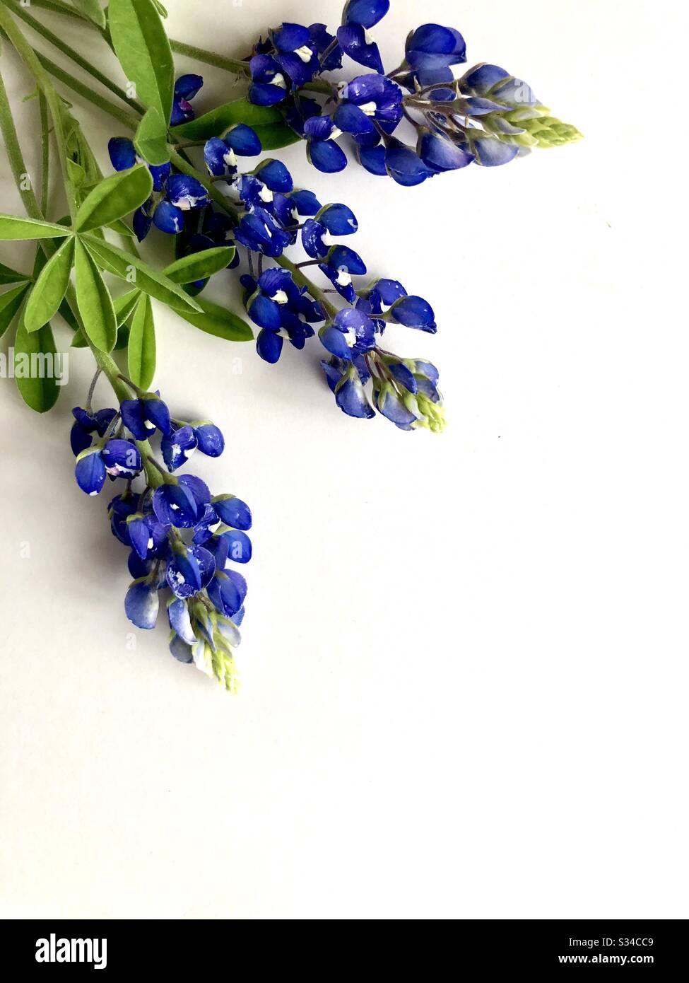 Bluebonnets auf weißem Hintergrund mit Kopierbereich - Smartphone-aufgenommenes Stockfoto