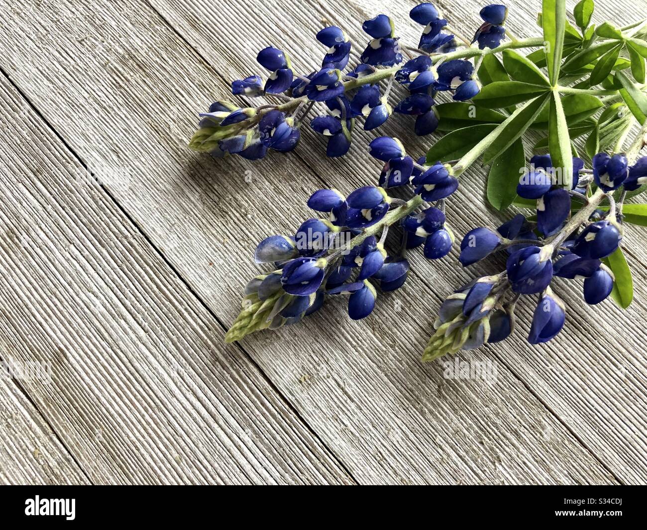Bluebonnets auf rustikalem Holzhintergrund - Smartphone-aufgenommenes Stockfoto