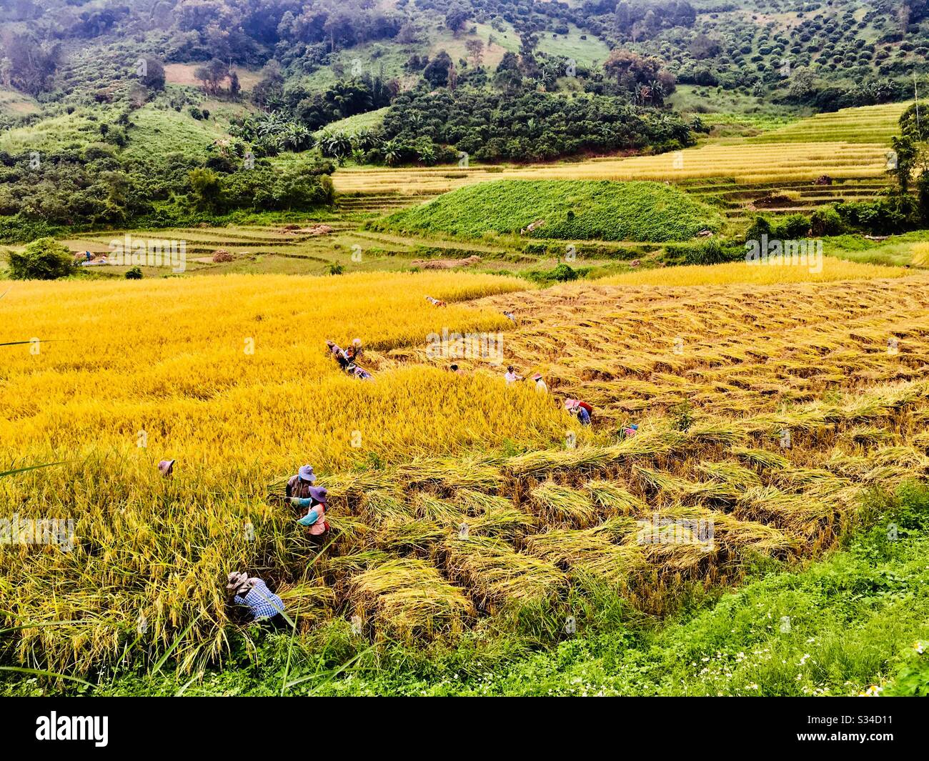 Paddy Ernte in Nord-Thailand. Stockfoto