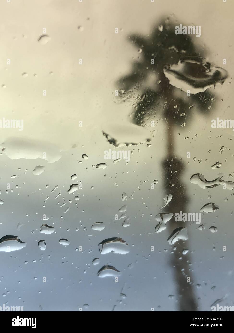 Kopieraum, leichter Regen, Windschutzscheibenansicht, Vordergrundtröpfchen, einzelne Palme im Hintergrund, Textur, Frühling, Wüstenleben, Filter, keine Menschen, YumaAZ Stockfoto